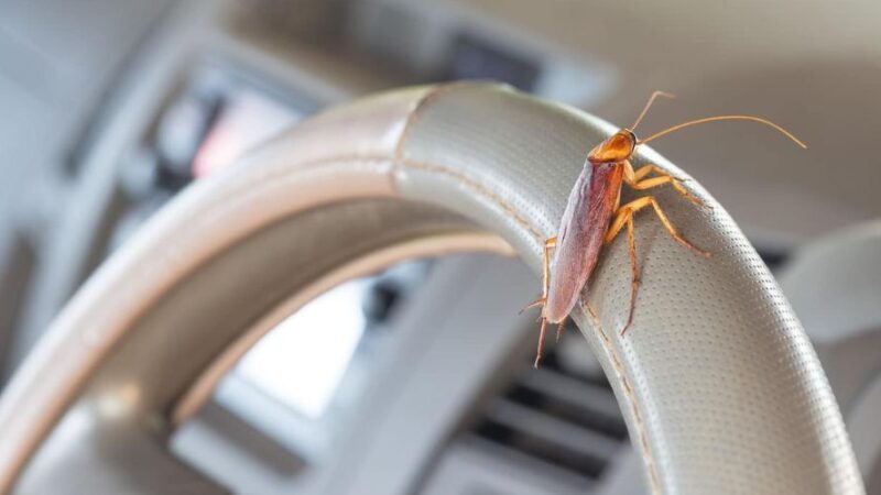 How to Get Rid of Roaches in Car?