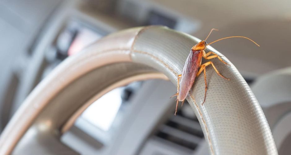 How to Get Rid of Roaches in Car?