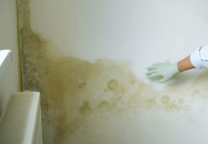 Damp Walls: Causes, Prevention, and Renovation Tips