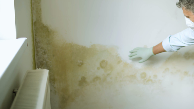 Damp Walls: Causes, Prevention, and Renovation Tips