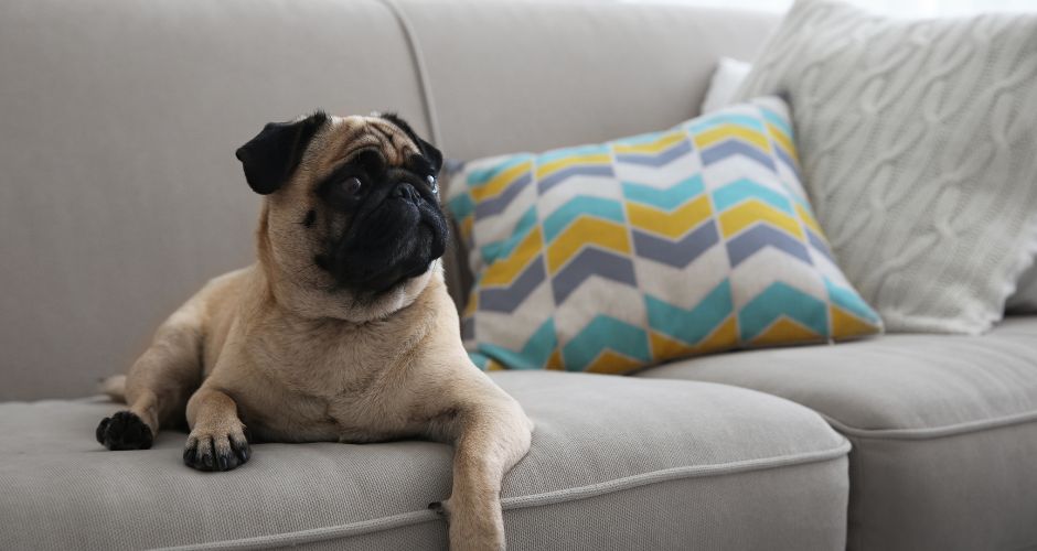 Why Every Dog Owner Needs a Sofa Protector