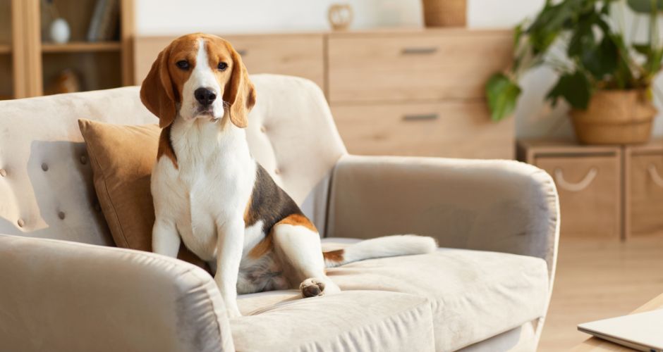 Why Every Dog Owner Needs a Sofa Protector (1)