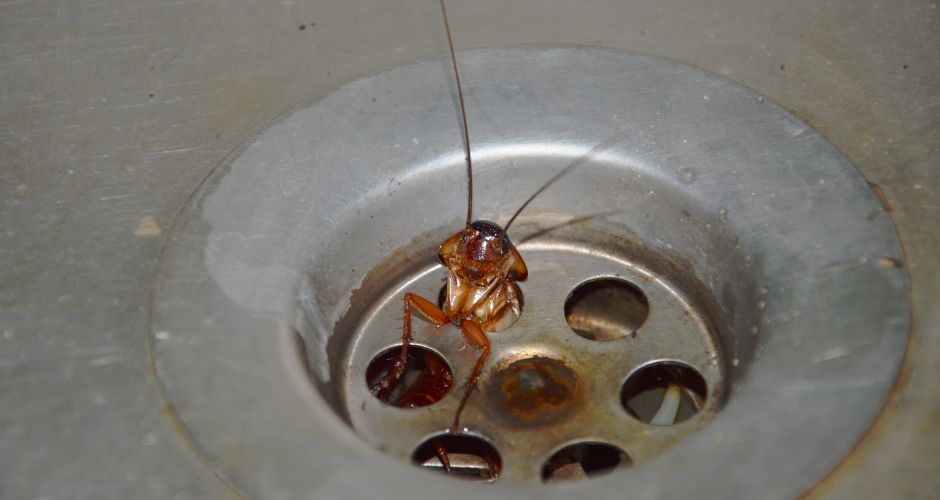 Why Do Roaches Come Out More at Night in Summer