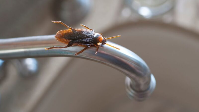 Why Do Roaches Come Out More at Night in Summer?