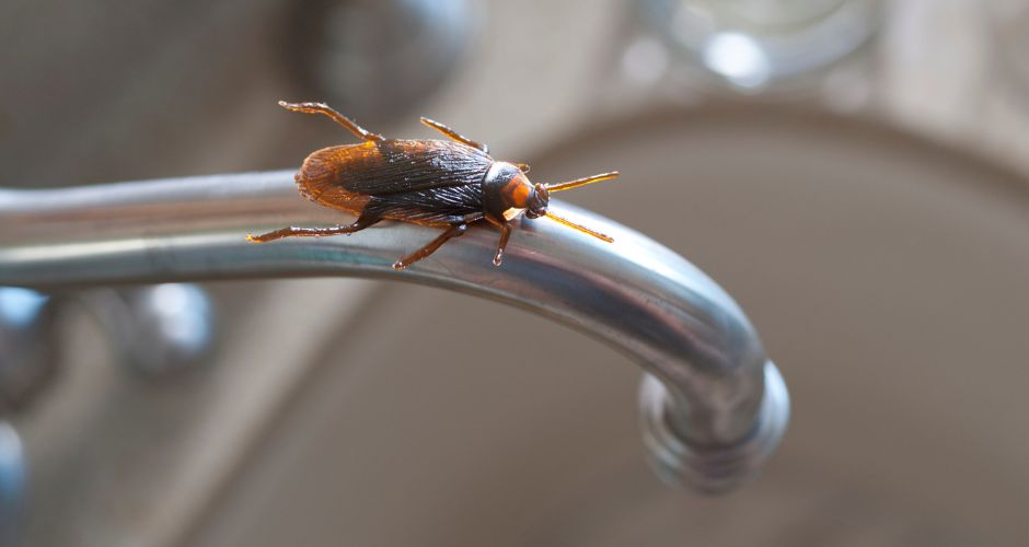 Why Do Roaches Come Out More at Night in Summer?