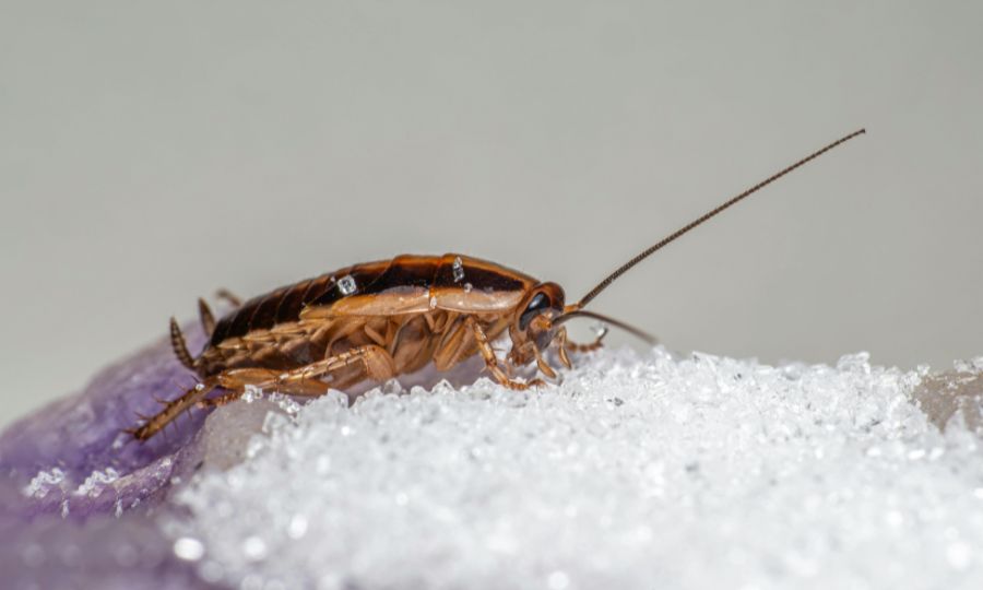 Surprising Facts About Cockroaches You Didn’t Know