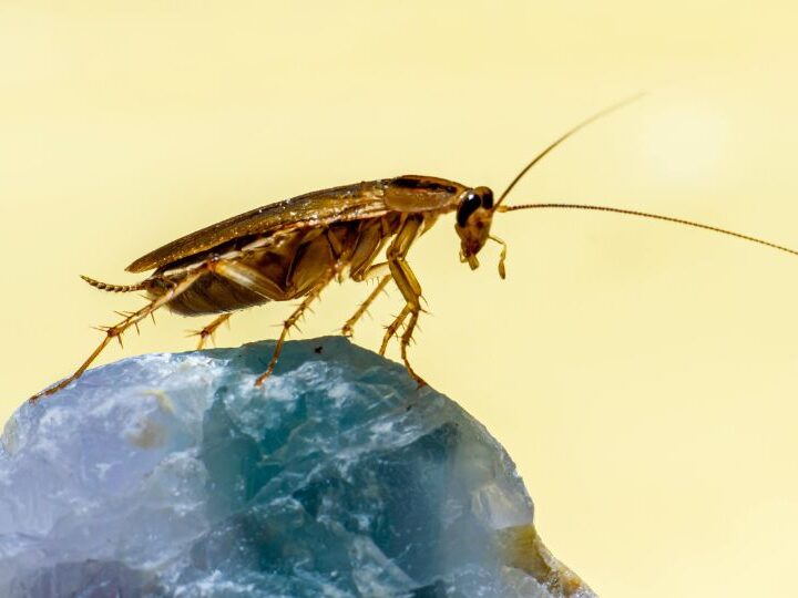 Surprising Facts About Cockroaches You Didn’t Know