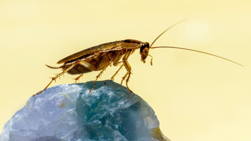 Surprising Facts About Cockroaches You Didn’t Know