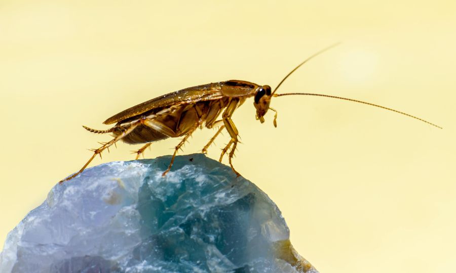 Surprising Facts About Cockroaches You Didn’t Know
