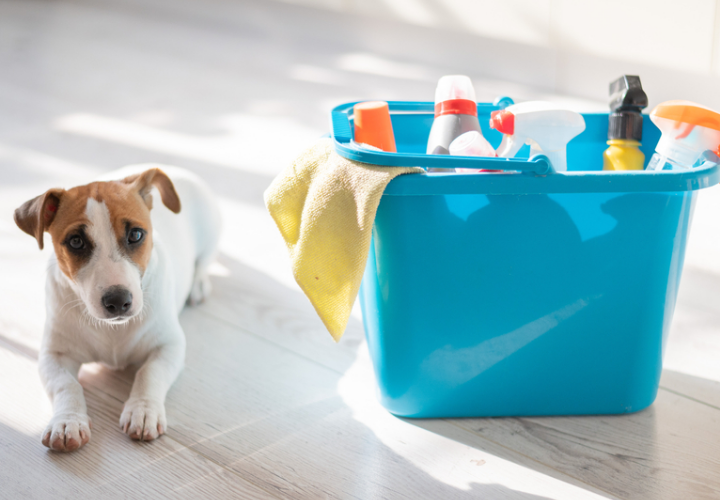 How to Maintain a Clean Home with Pets