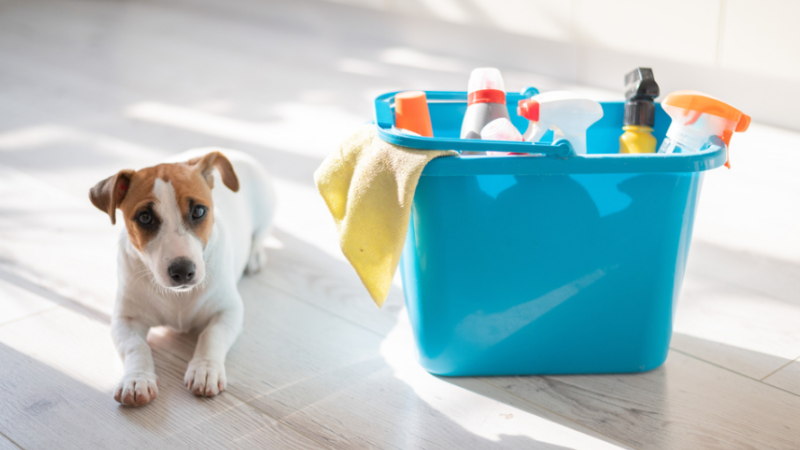 How to Maintain a Clean Home with Pets