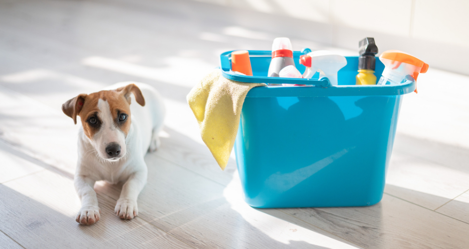 How to Maintain a Clean Home with Pets
